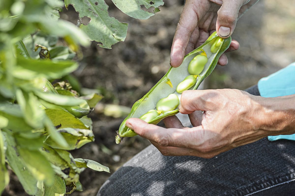 Iemand opent de peul van tuinbonen.