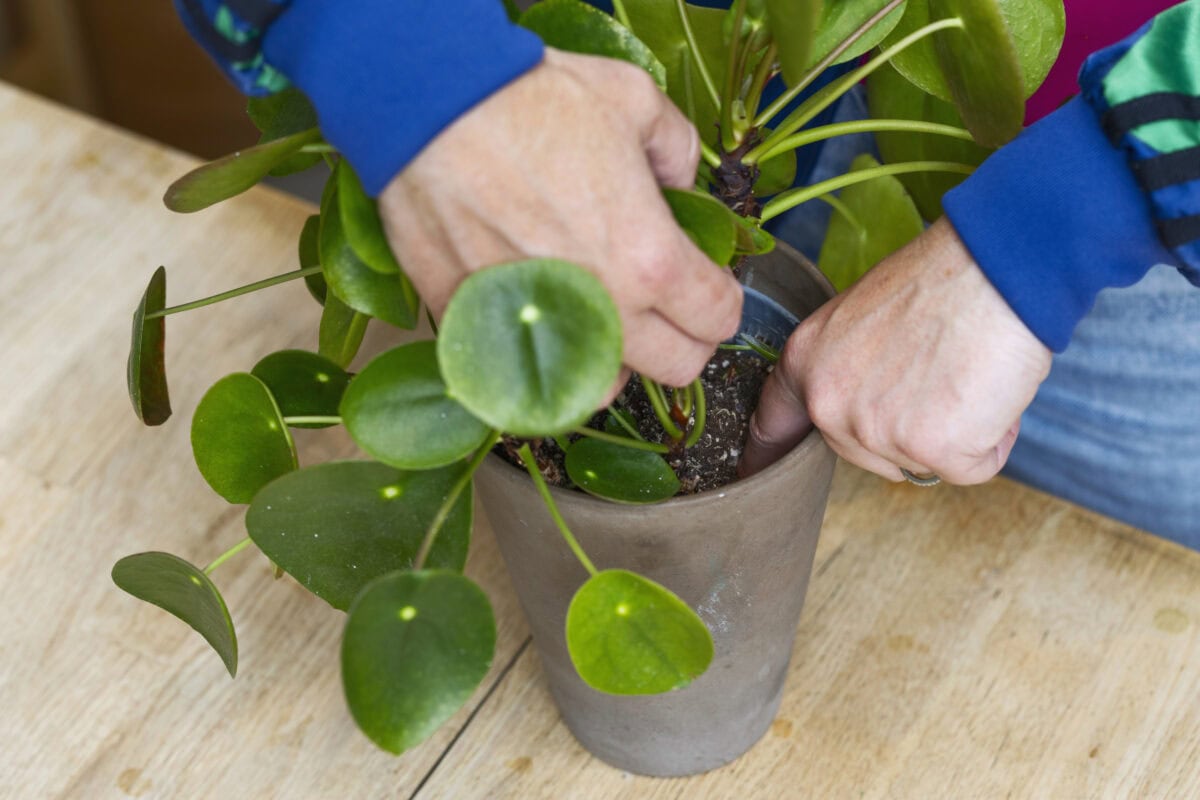 Iemand stopt vinger in de aarde van een pannenkoekenplant.