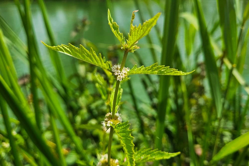 Plant met netelvormige bladeren en witte bloemen rond de stengel.