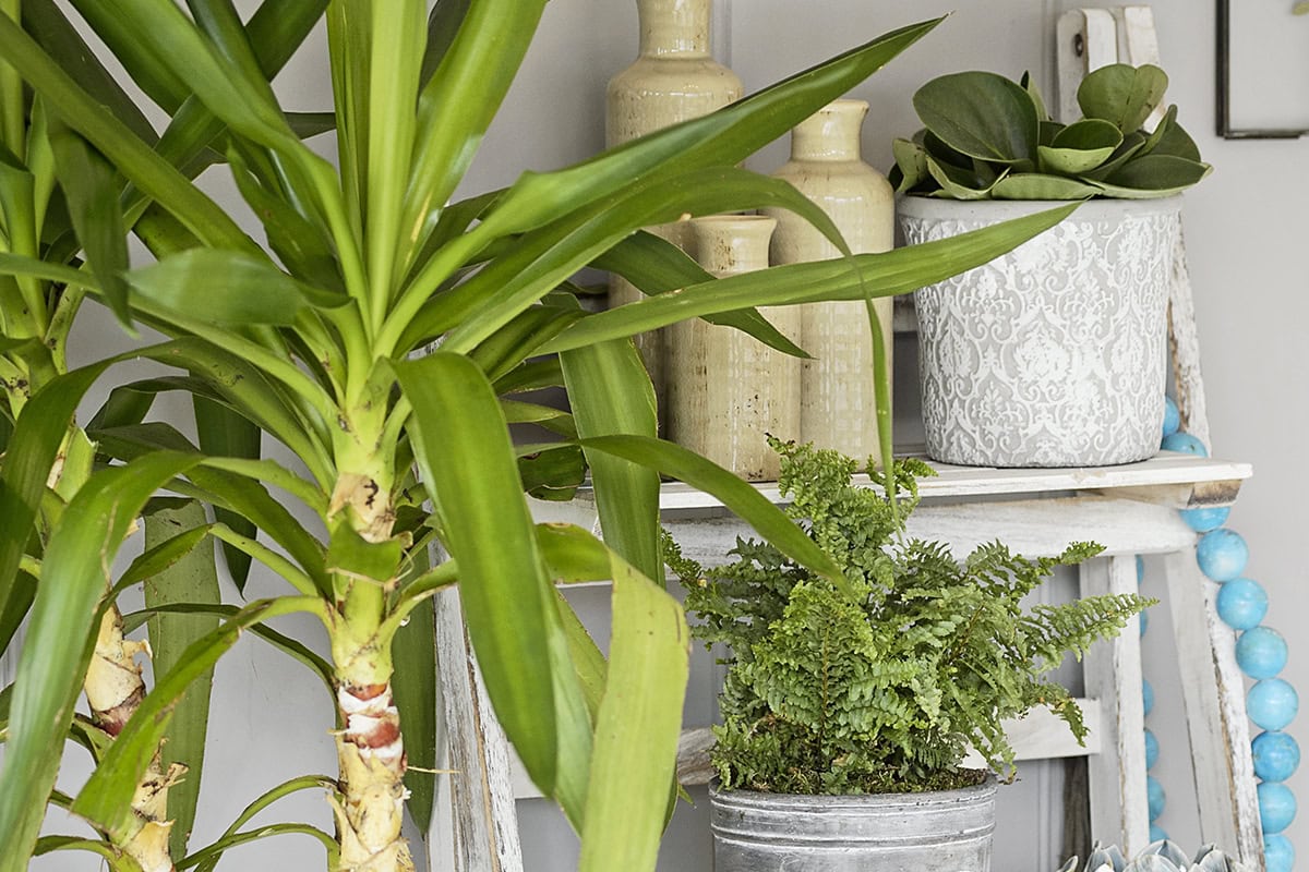 Yucca op stam in woonkamer met meer kamerplanten.