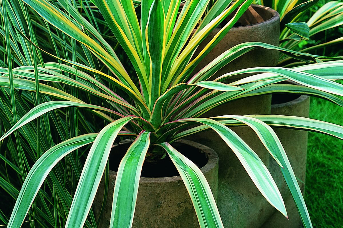 Yucca met bont blad in een buitenpot