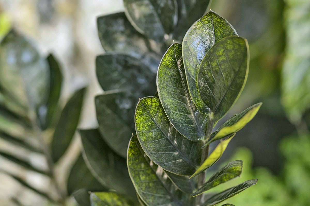 Groene bladeren van de ZZ-plant