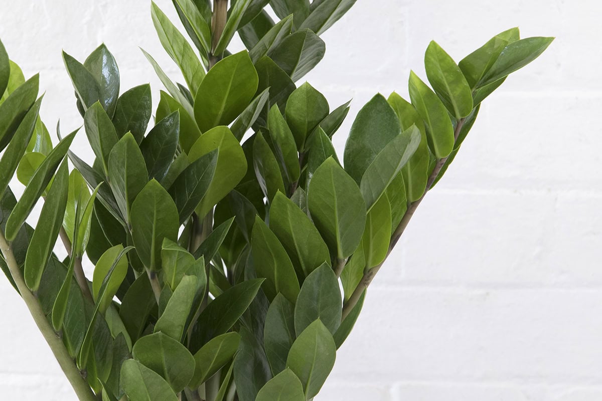 Groene bladeren van de zz-plant tegen een witte muur.