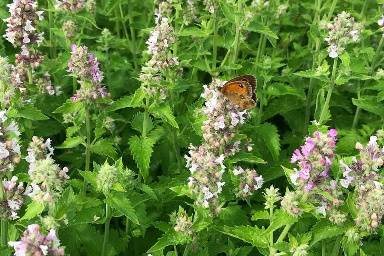 Vlinder zit op witte bloemen van kattenkruid