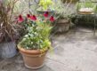 Echinacea in pot op een terras