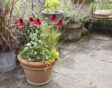 Echinacea in pot op een terras