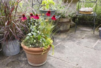 Echinacea in pot op een terras