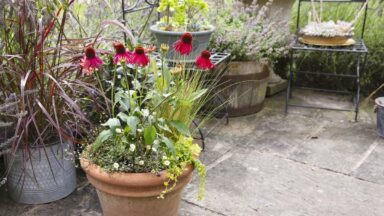 Echinacea in pot op een terras