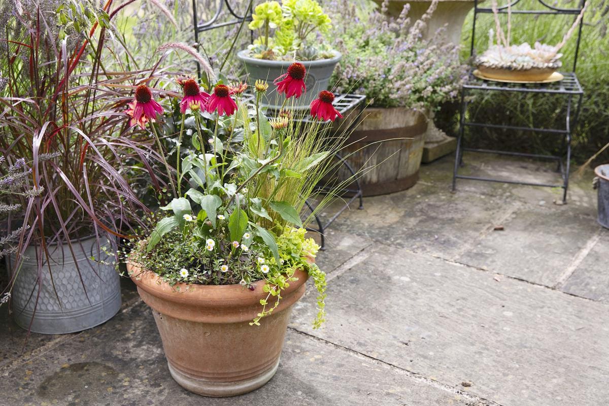 Echinacea in pot op een terras