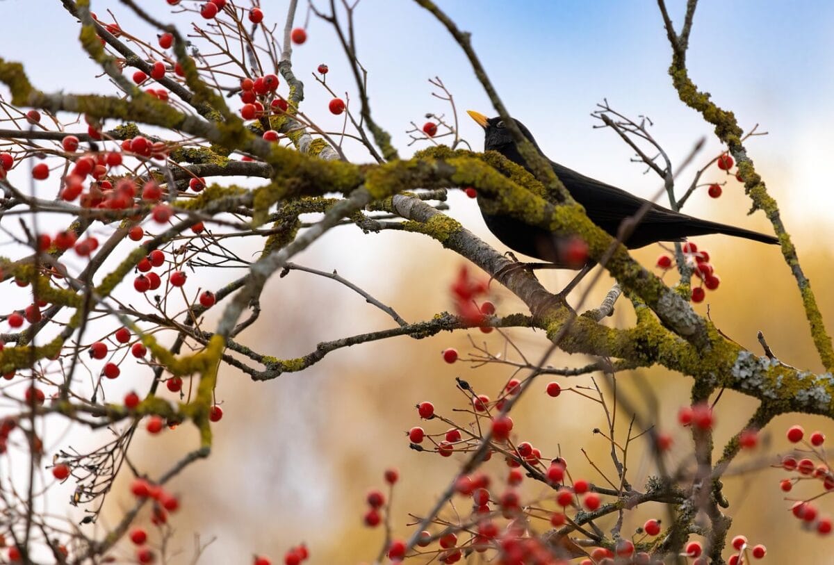 Zwarte vogel op tak met rode bessen.