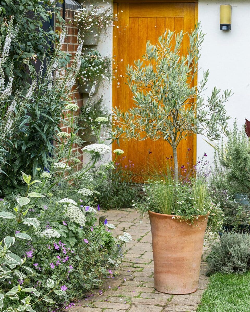 olijfboom in terracotta pot