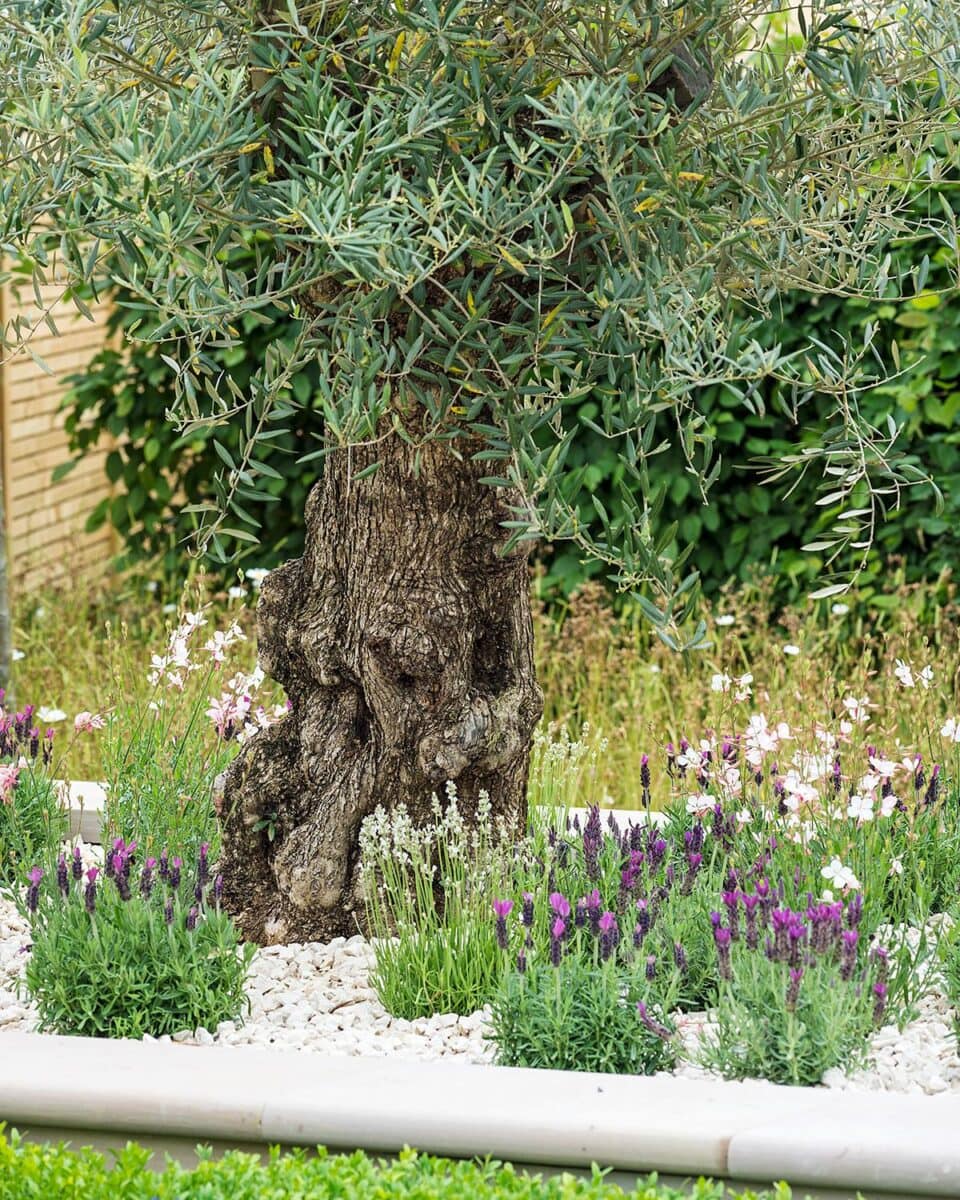 Olea europaea in border met lavendel en gaura