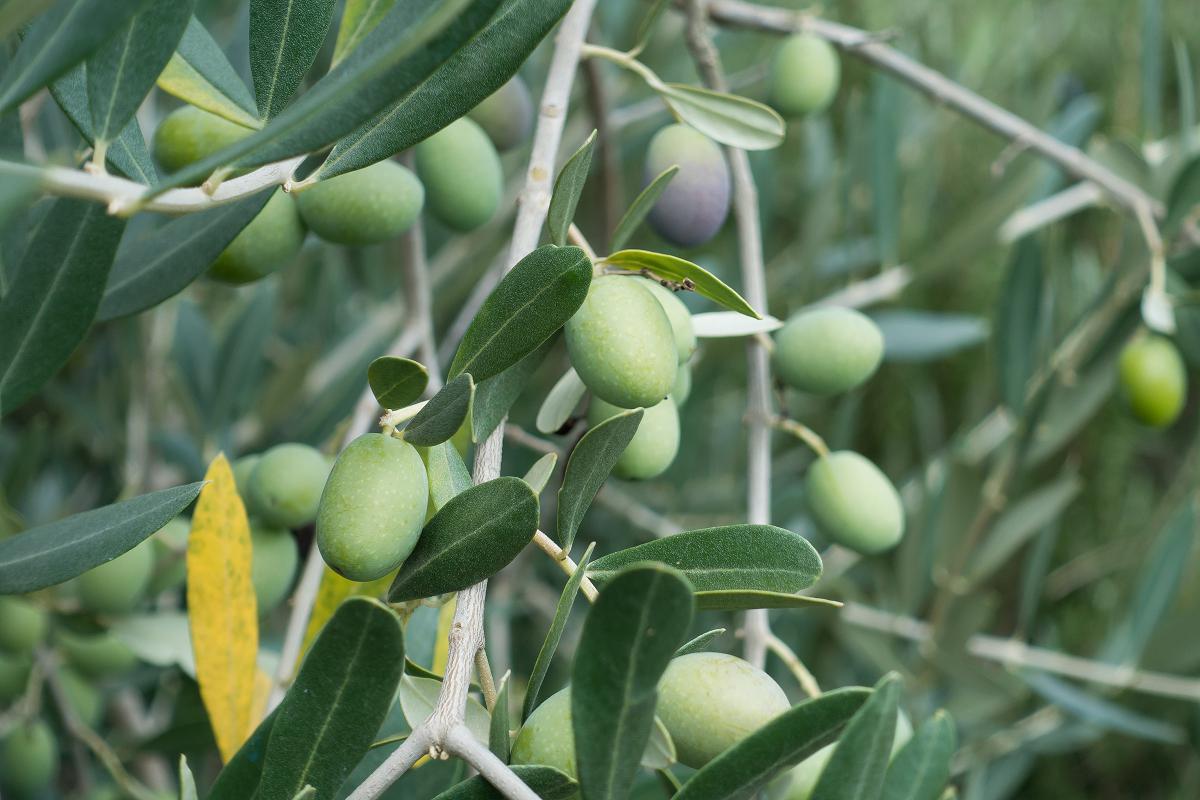 olijven rijpen aan Olea europaea