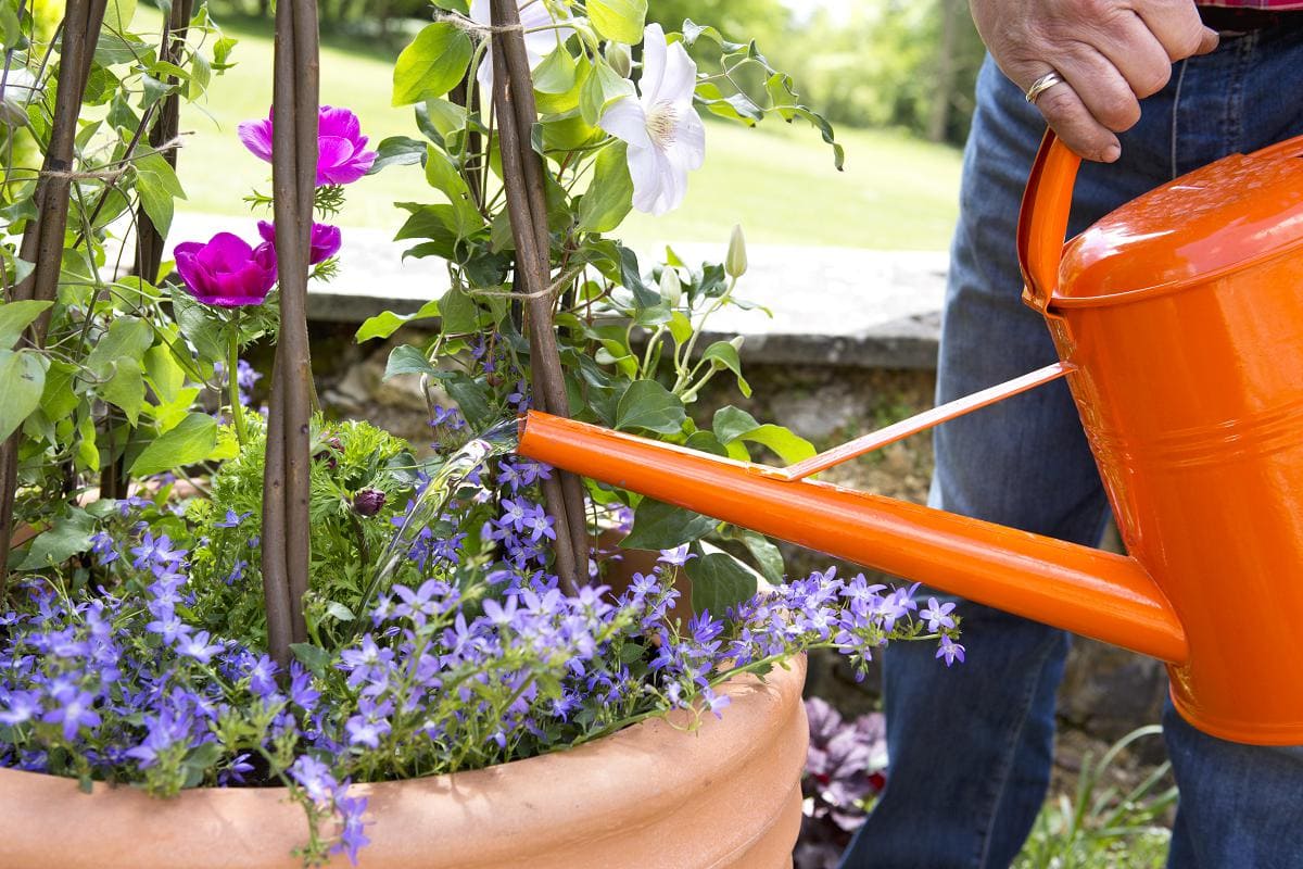 planten in potten water geven