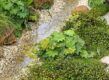 wadi aanleggen met kiezels en planten