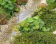 wadi aanleggen met kiezels en planten