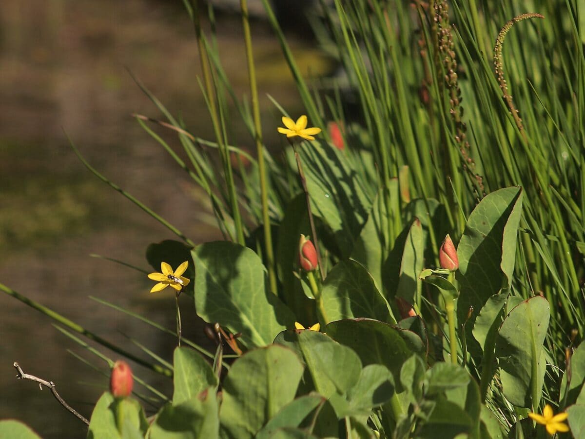 Gele bloemen met grote groene bladeren