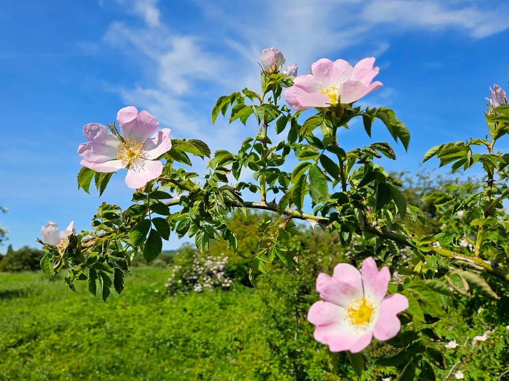 Roze rozenbloemen aan struik in het wild.