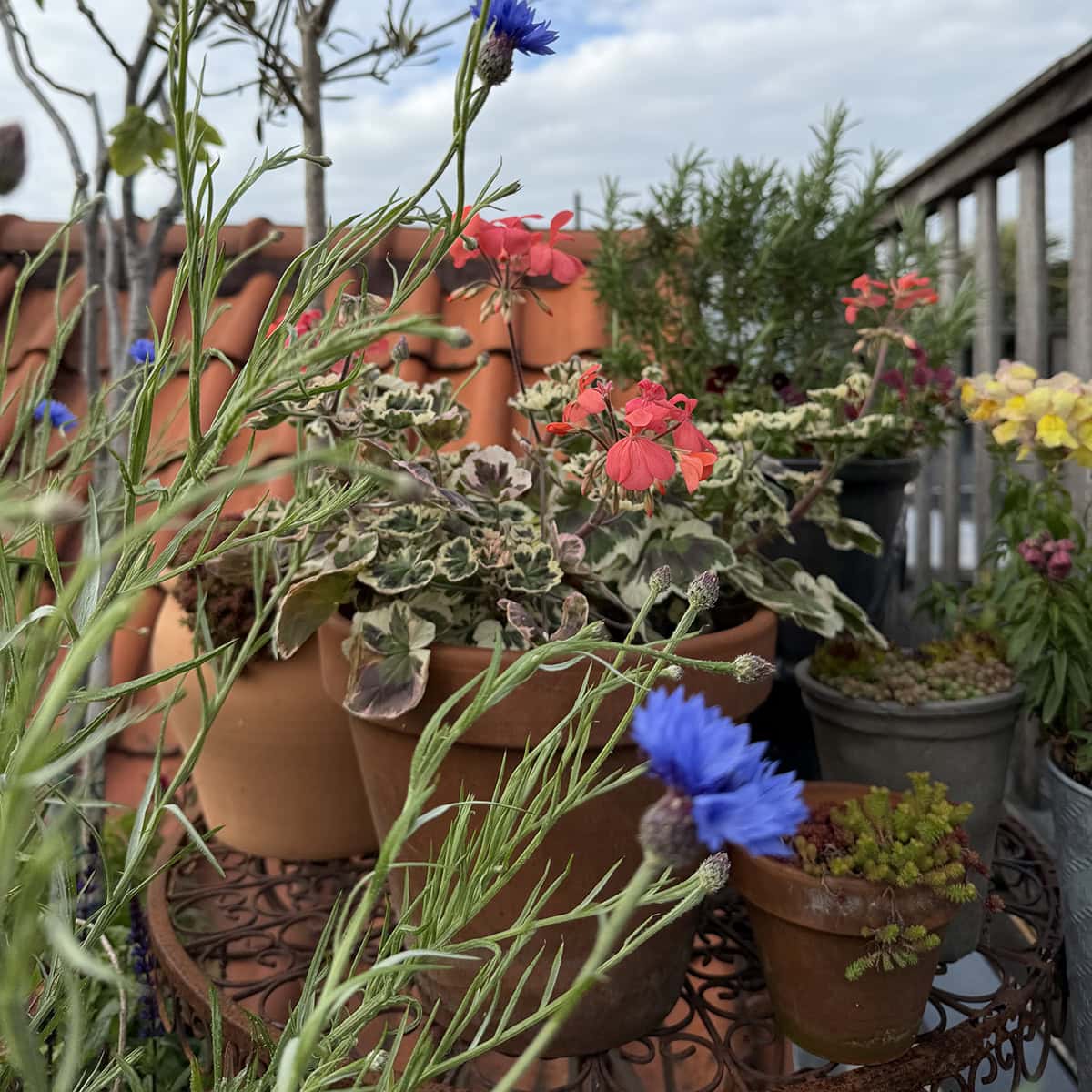 Bloeiende planten op het dakterras van Jan.