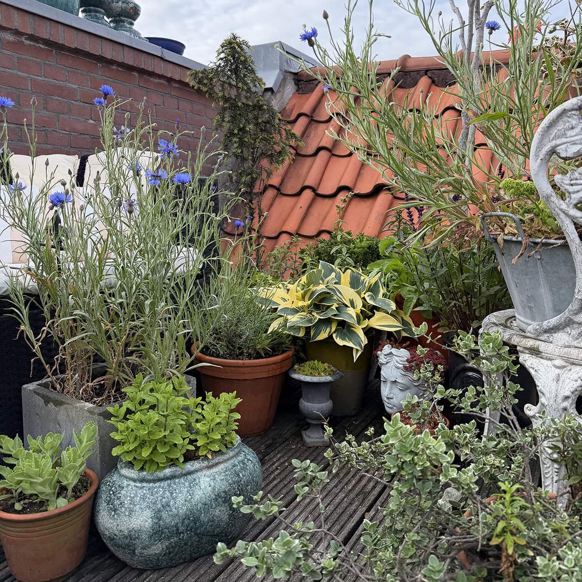 Dakterras vol potten en planten