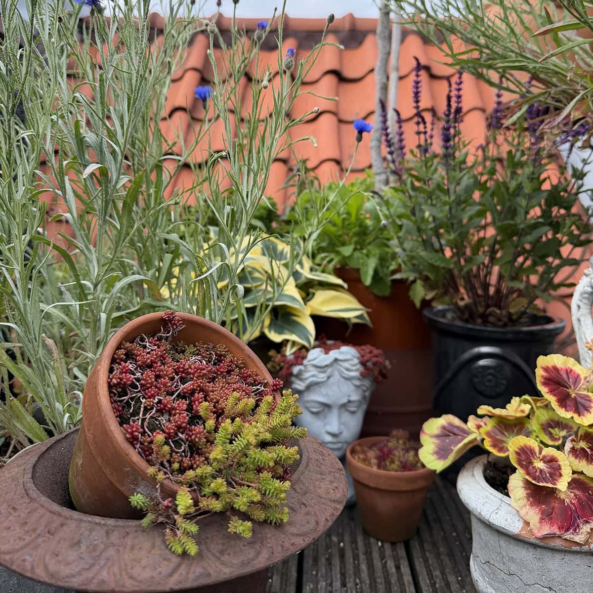 Een beeld van een boeddha-hoofd, een schuine pot en bloeiende planten.