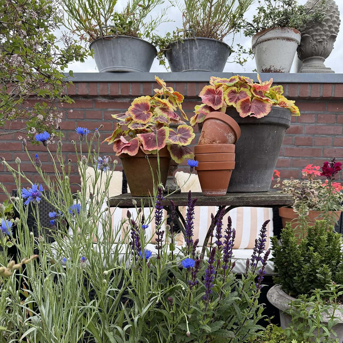Plantenpotten op tafel met op de voorgrond korenbloem.