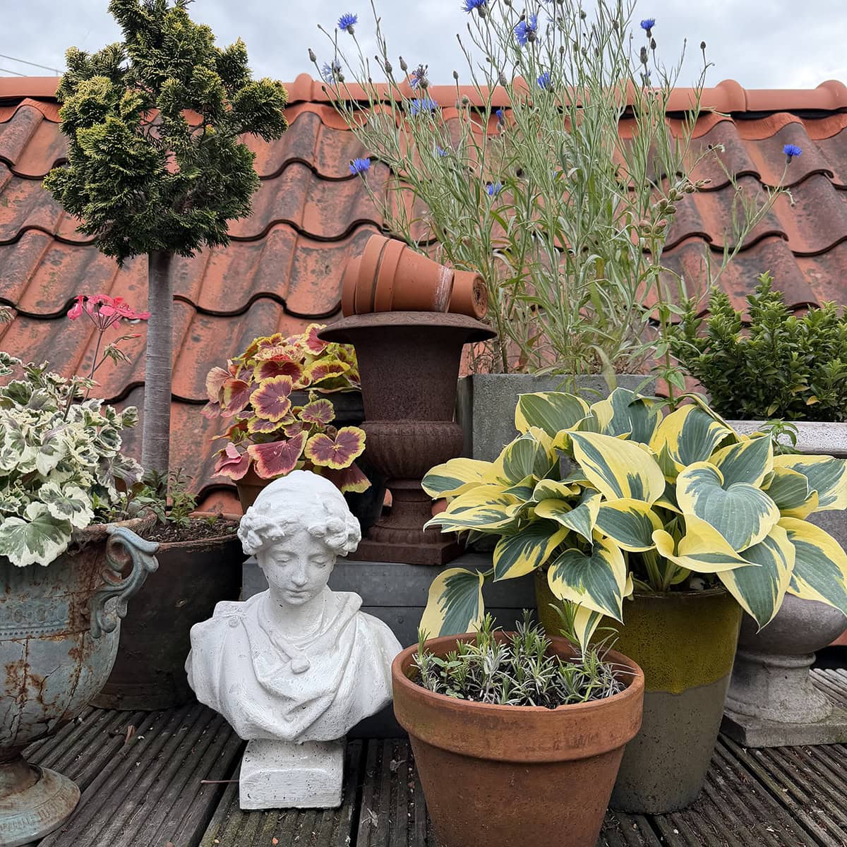 Een beeld van een hoofd, een boompje in een pot, een hosta en meer planten in potten.