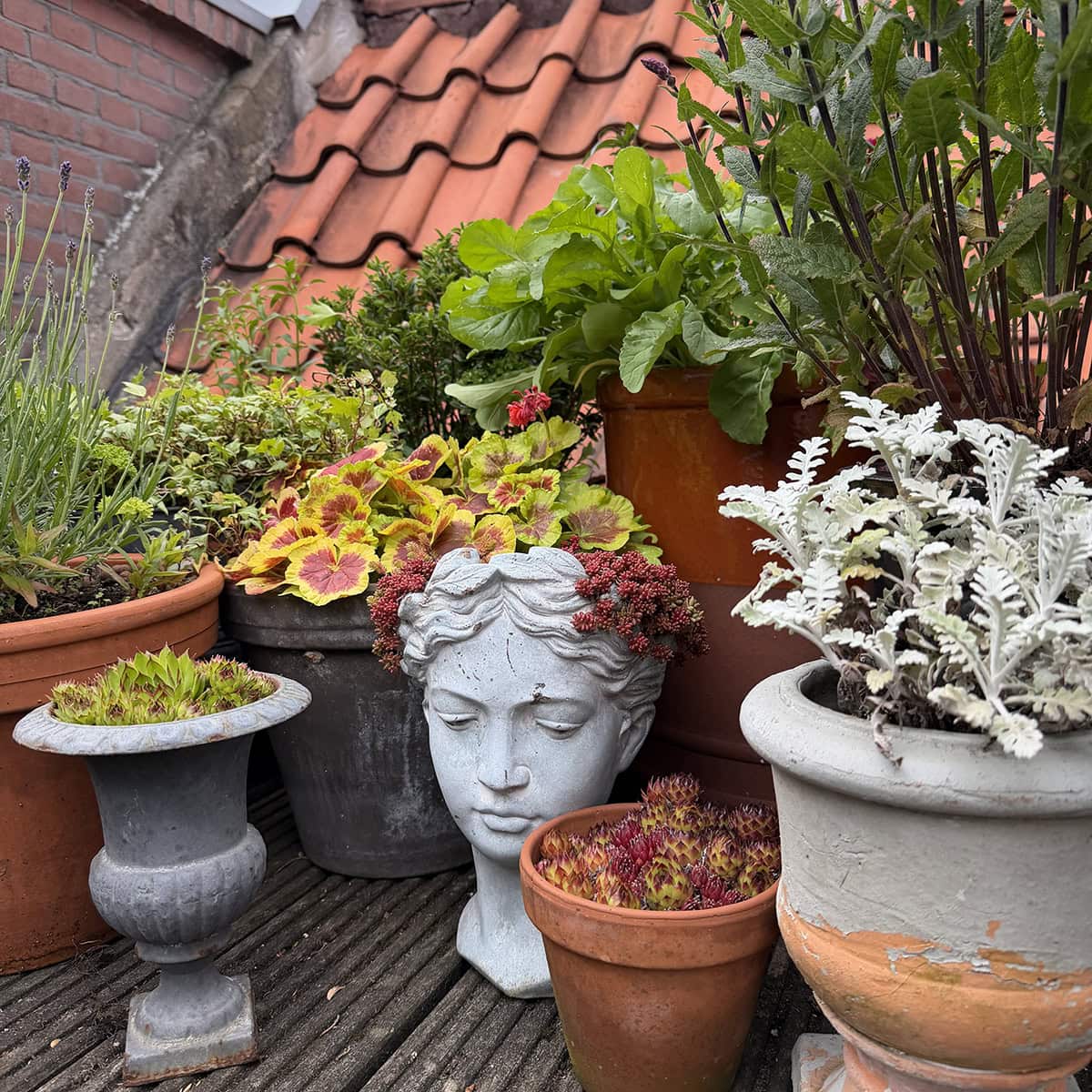 Een beeld van een hoofd omringd door planten potten op het dakterras.