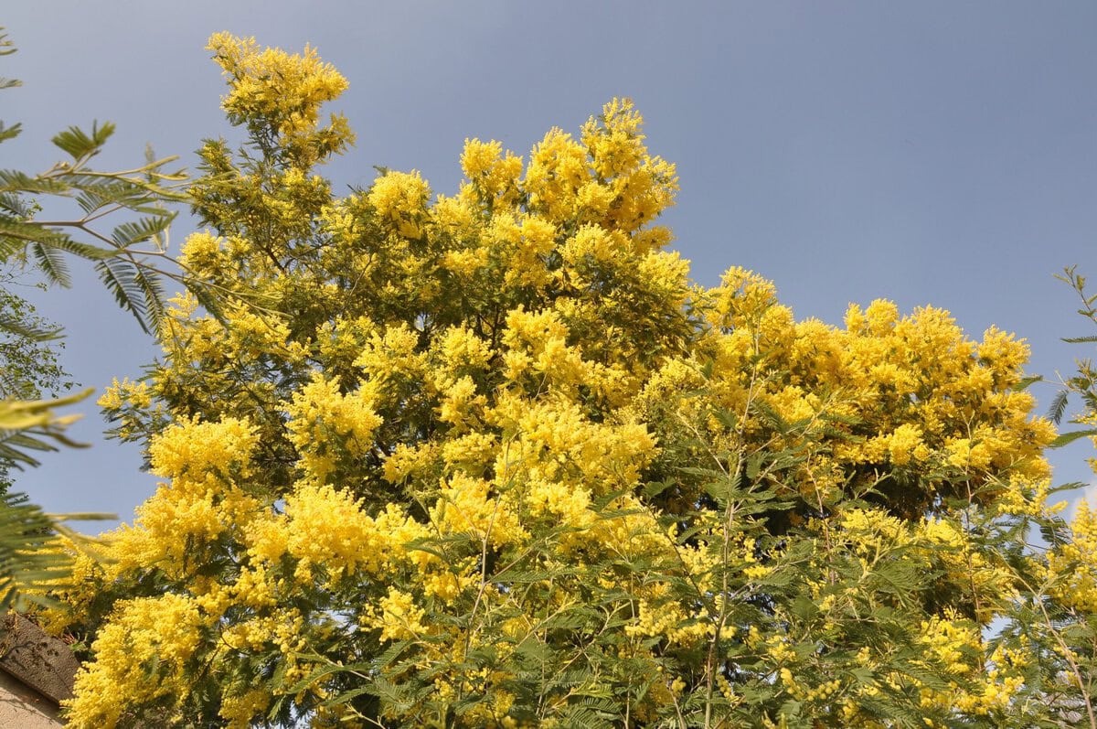 Een mimosaboom in de Jardin des Plantes in Parijs.