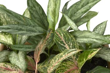 Bladeren van de Aglaonema