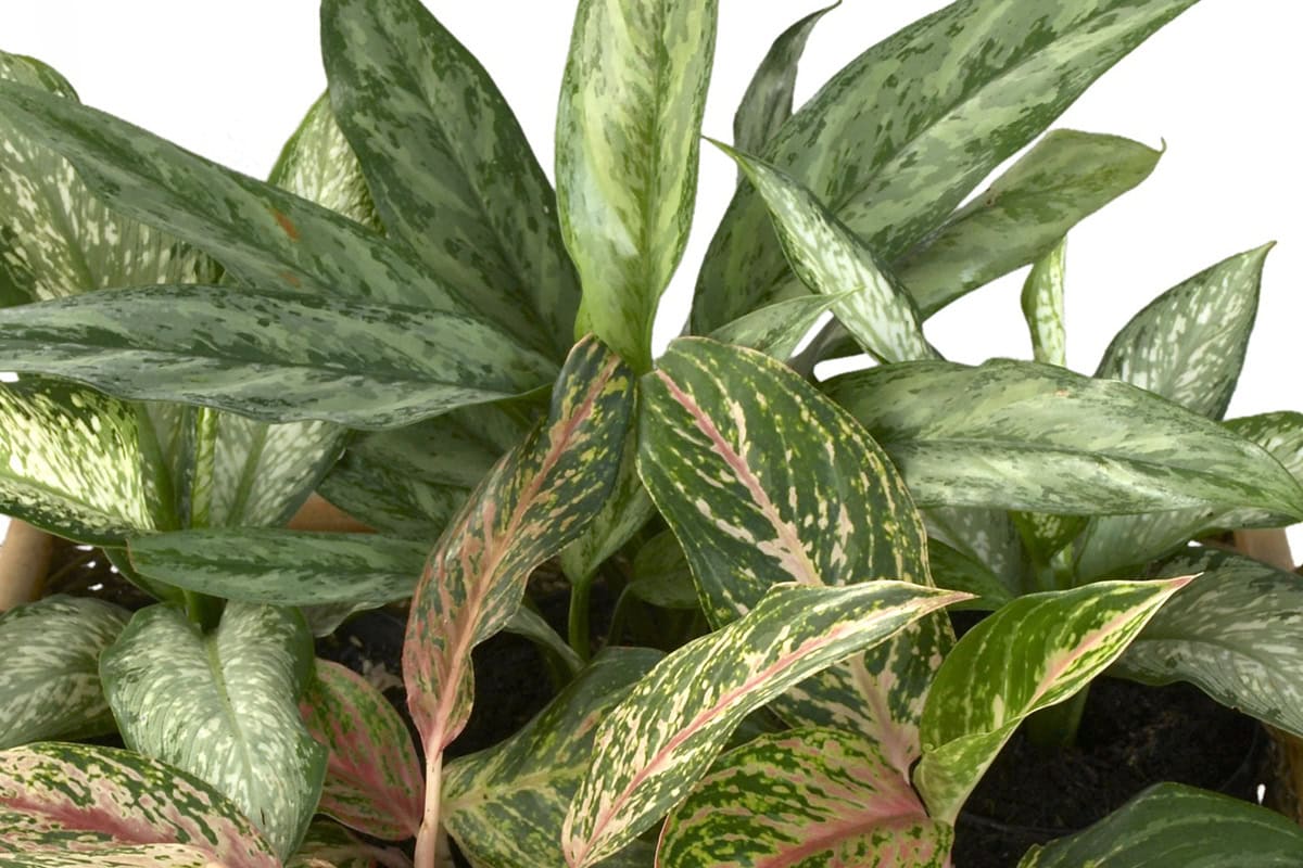 Bladeren van de Aglaonema