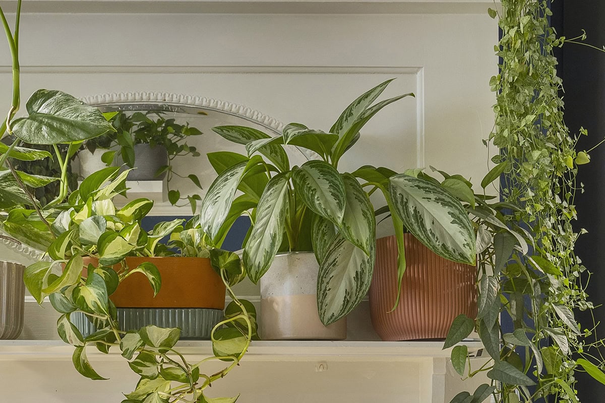 Meerdere kamerplanten op een schouw, waaronder Aglaonema