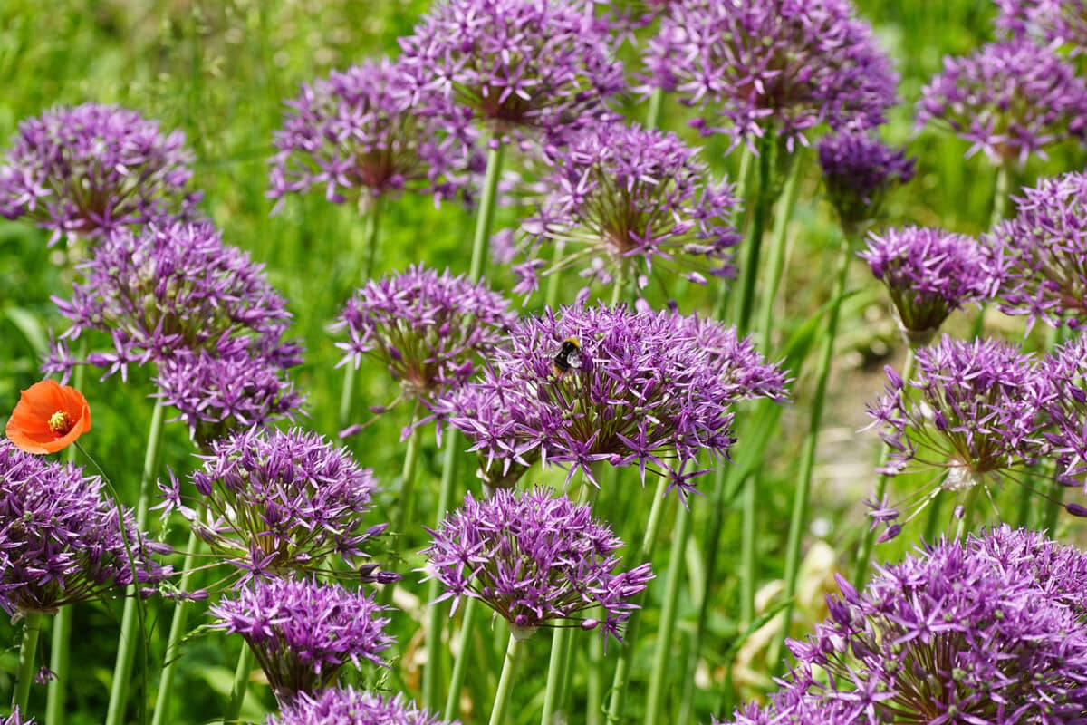 Een veld vol met Allium 'Violet Bueaty', paarse bloemen en 1 klaproosje.