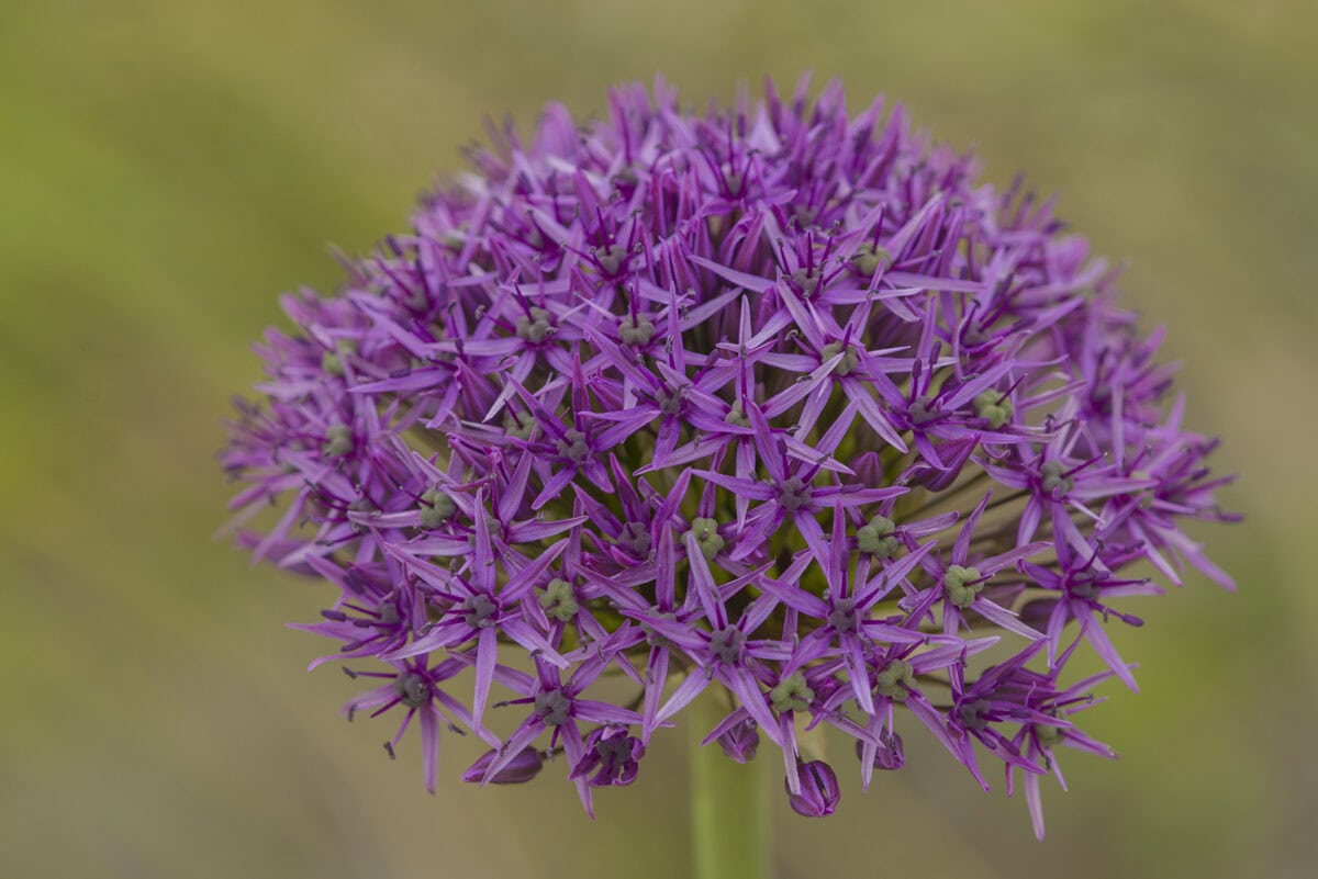 De paarse bloem van Allium 'Violet Beauty'