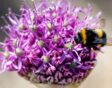 Paarse bloem van allium 'Violet beauty' met daarop een hommel.