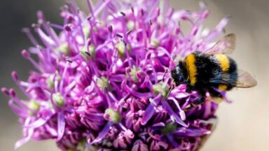 Paarse bloem van allium 'Violet beauty' met daarop een hommel.