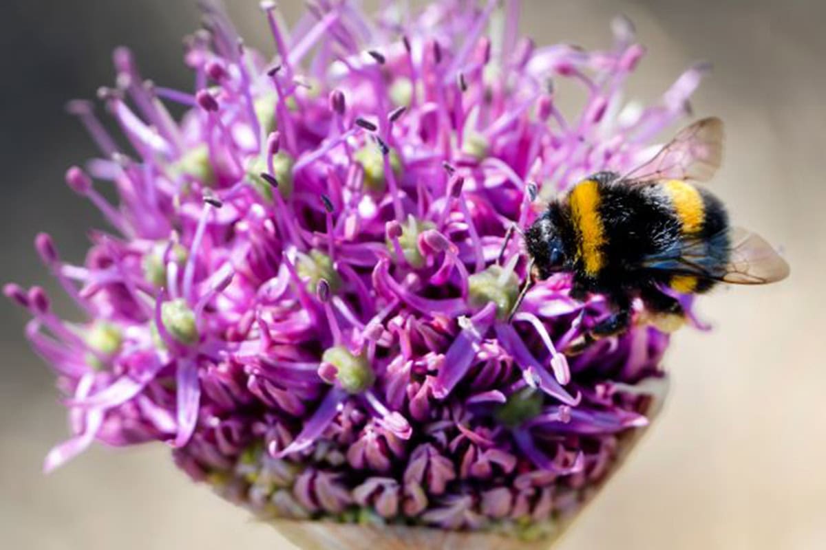Paarse bloem van allium 'Violet beauty' met daarop een hommel.
