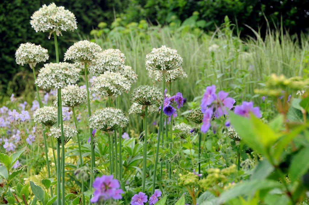 Witte allium nigrum in een border met paarse bloemen en bladgroen.