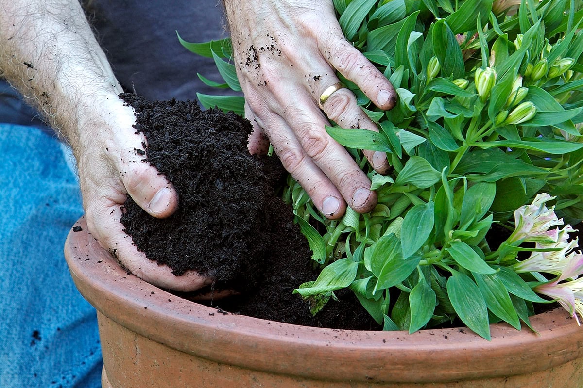 Iemand plant een plant in een pot en doet er aarde bij.
