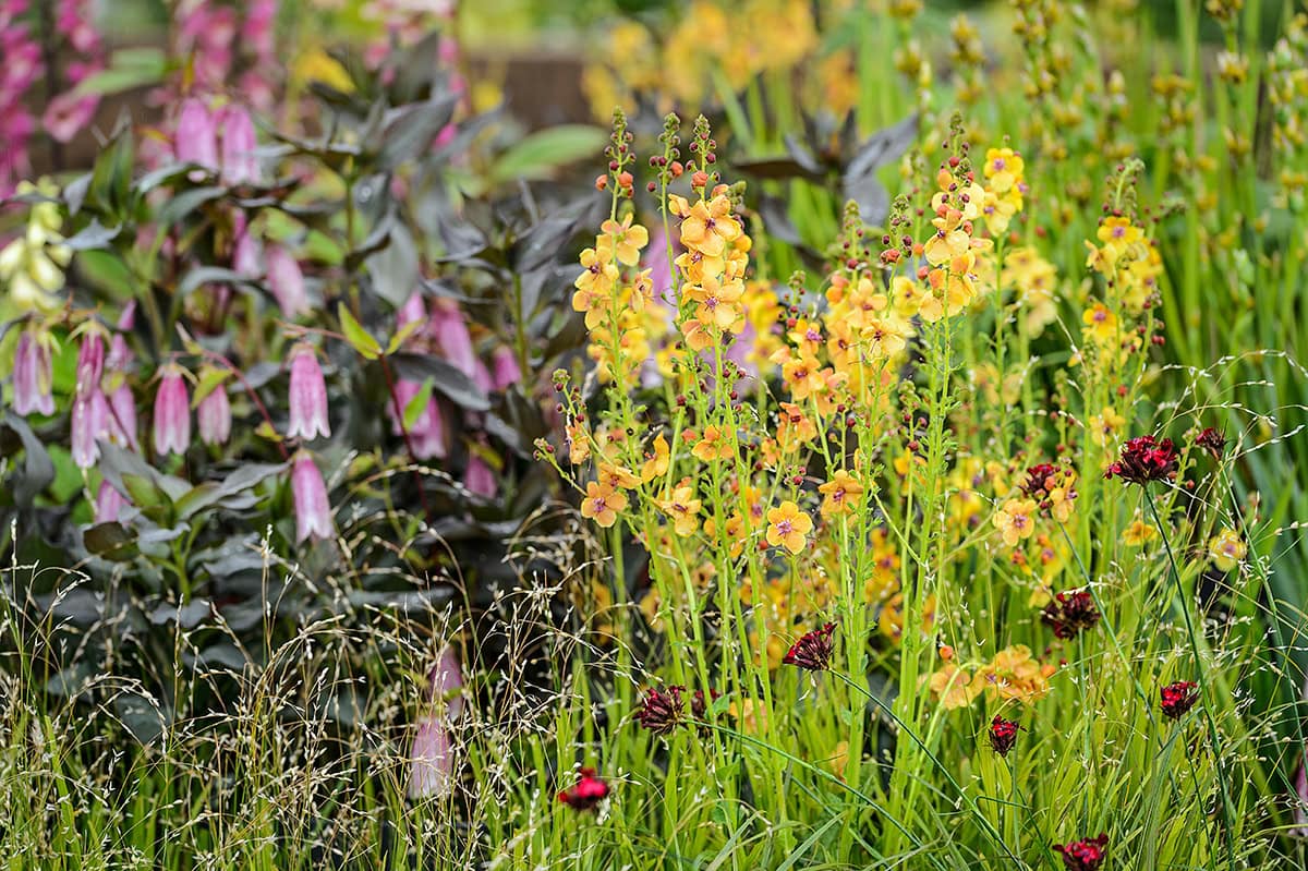 Kleurrijke  tuin met roze, oranjegele en dieprode bloemen,
