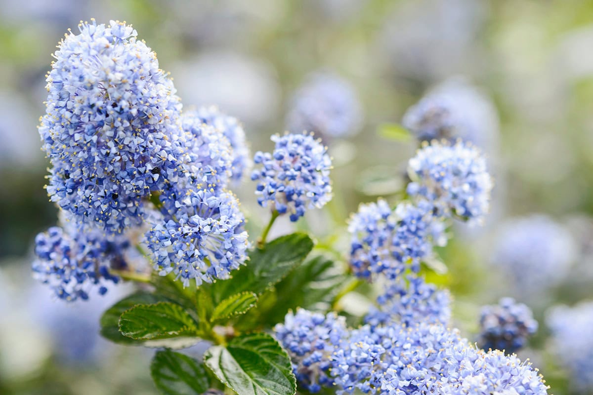Blauwe bloemtrossen en groene bladeren.