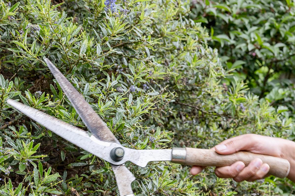 heggenschaar knipt amerikaanse sering