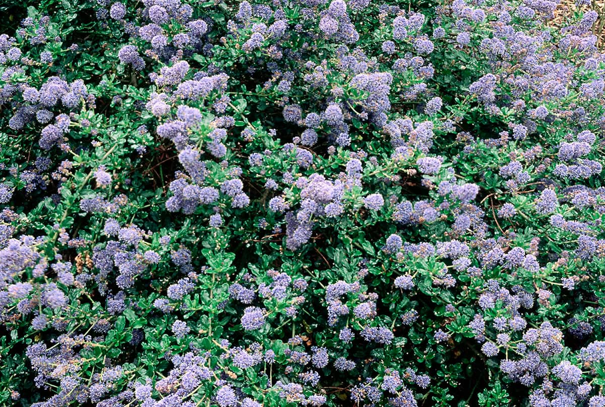 Struik met paarsblauwe bloemen