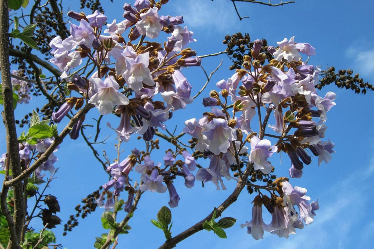 Paarse bloemen aan boom met grote bladeren.