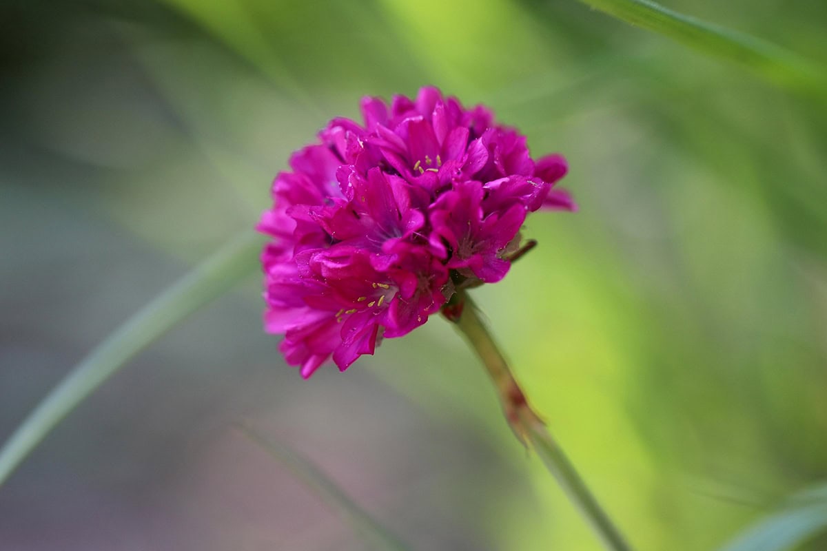 De roze bloem van Armeria in de tuin.