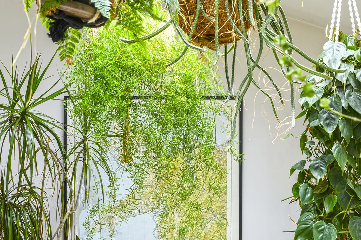 Meerdere hangplanten waaronder asparagusplant 'Sprengerii'