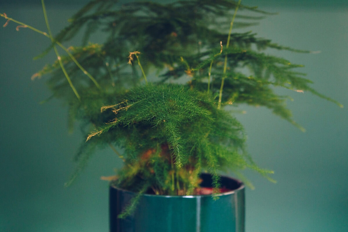 Asparagusplant als kamerplant in pot.