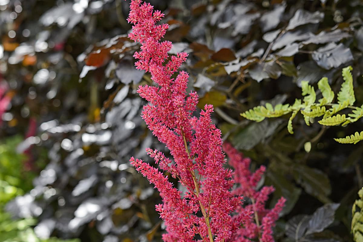 Felroze bloempluim van de astilbe