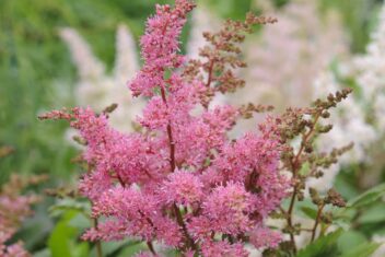 Roze bloempluim van de astilbe
