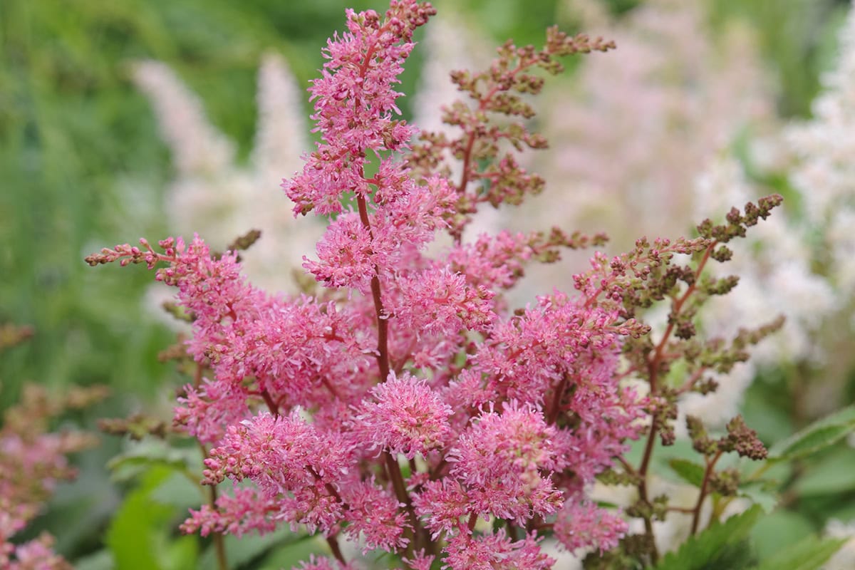 Roze bloempluim van de astilbe